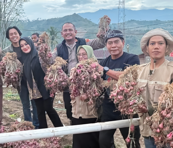 Gubernur Kaltara Kunjungi Kebun Bawang Anggeraja Enrekang