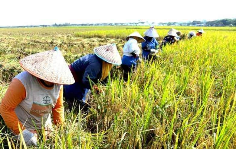 DPPP Tana Tidung Fokus Optimalkan Lahan Sawah, Targetkan Panen Hingga Tiga Kali Setahun