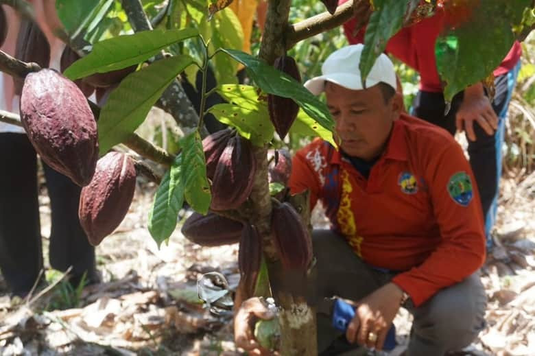 Wagub_Bulung_-_Kakao.jpg
