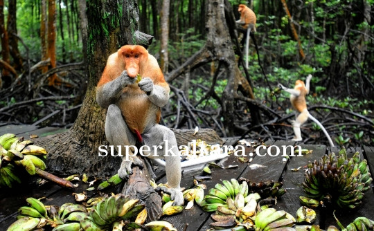 Kawasan Konservasi Mangrove Tarakan: Warisan Alam yang Menanti Uluran Tangan
